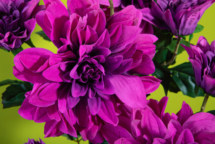 DALIA ROMANTICA MAGENTA