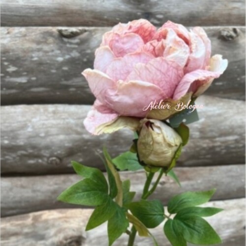 Le sfumature di colore vanno dal Rosa scuro al Rosa chiarissimo e un delicato Avorio su alcuni petali.